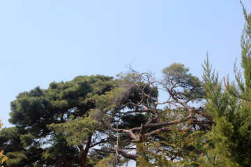 소나무