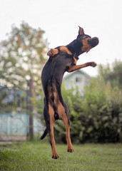 a black Rottweiler dog plays with a toy on the green grass