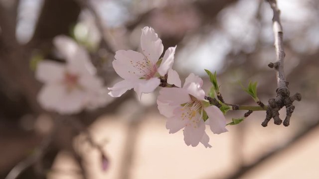 Blooming Almond Trees and flovers field