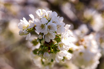 Cherry tree blossom; Prunus avium L