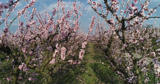 orchard of bloomed peach trees in spring