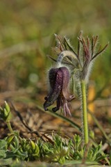 Wiesen-Küchenschelle (Pulsatilla pratensis) auf Steppenrasen im Kyffhäuser Land
