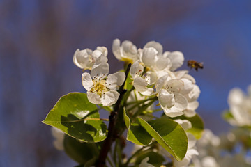 Apple tree flower; Malus domestica