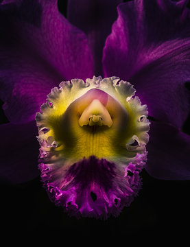 Close up of orchid flower