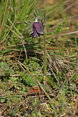 Wiesen-Küchenschelle (Pulsatilla pratensis) auf Steppenrasen im Kyffhäuser Land
