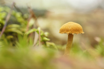 Mushroom