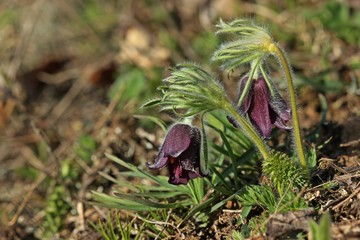 Wiesen-Küchenschelle (Pulsatilla pratensis) auf Steppenrasen im Kyffhäuser Land