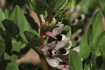 broad bean flowers; Vicia faba