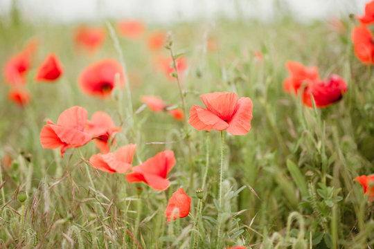 Red field poppies