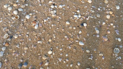 
Sea oyster and sand Beautiful 