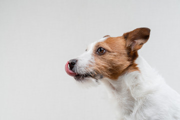 the dog licks lips. Funny jack russell terrier on a light background. Pet at home