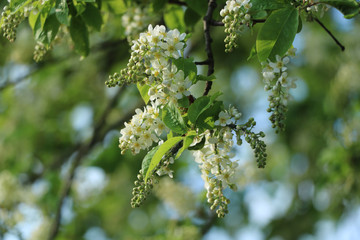 weiße Blumen, weißer Baum, weißer blühender Baum, Cashewblume, Quittenblume, Pflaumenblume, Frühling, Knospe