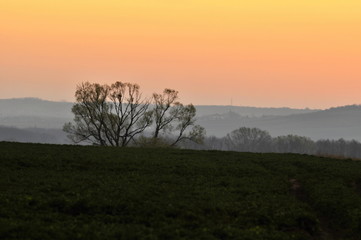 Obraz premium sunrise on horizon and silhouette of tree