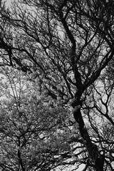 Natur Wald und Umwelt in schwarz und weiß