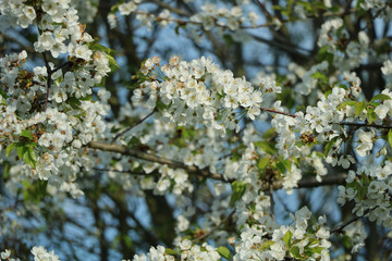 weiße Blumen, weißer Baum, weißer blühender Baum, Cashewblume, Quittenblume, Pflaumenblume, Frühling, Knospe