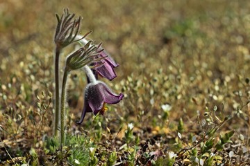 Wiesen-Küchenschelle (Pulsatilla pratensis) auf Steppenrasen im Kyffhäuser Land