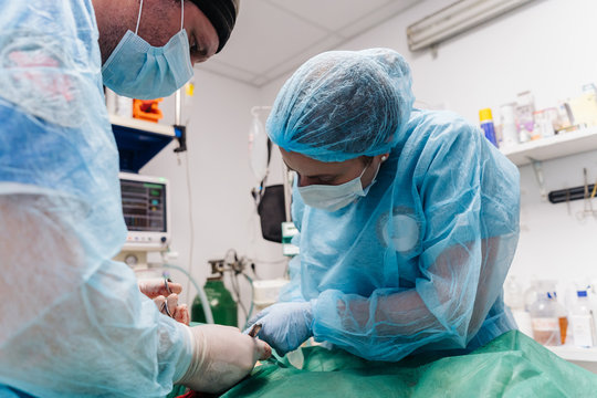 Surgery Of A Dog In A Veterinary Clinic.