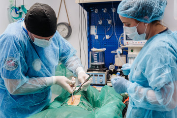 Surgery Of A Dog In A Veterinary Clinic.