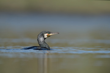 Kormoran Phalacrorax carbo