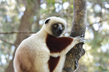 Verreaux's sifaka (white sifaka), Madagascar