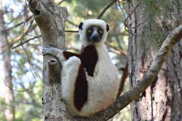 Verreaux's sifaka (white sifaka), Madagascar
