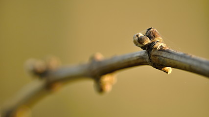 close up bud of grapevine
