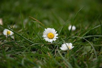 Eye-level photo of tiny daisy on green lawn, depth