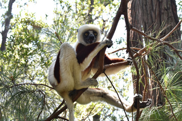 Verreaux's sifaka (white sifaka), Madagascar