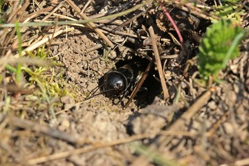 Subadulte männliche Feldgrille (Gryllus campestris) vor ihrer Wohnröhre