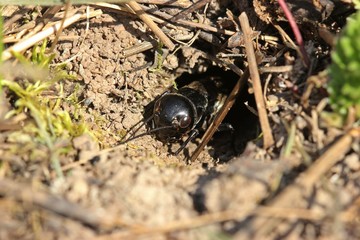 Subadulte männliche Feldgrille (Gryllus campestris) vor ihrer Wohnröhre