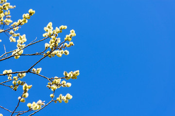 Branches of blossoming willow on a background of blue sky with place for text