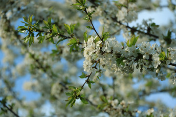 weiße Blumen, weißer Baum, weißer blühender Baum, Cashewblume, Quittenblume, Pflaumenblume, Frühling, Knospe