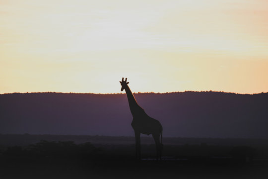 Giraffe during the sunrise in Masai Mara National Park, Kenya.