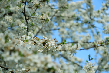 weiße Blumen, weißer Baum, weißer blühender Baum, Cashewblume, Quittenblume, Pflaumenblume, Frühling, Knospe