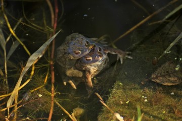 Erdkröten (Bufo bufo) bei  der Paarung im Gartenteich