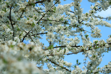 weiße Blumen, weißer Baum, weißer blühender Baum, Cashewblume, Quittenblume, Pflaumenblume, Frühling, Knospe
