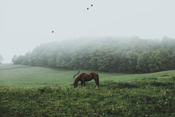 Horse grazing during the morning fog