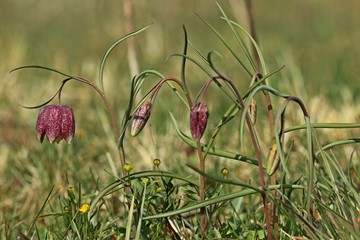 Schachbrettblumen (Fritillaria meleagris) auf Feuchtwiese.