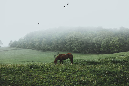 Horse grazing during the morning fog