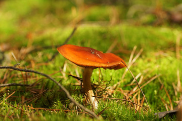 Mushroom