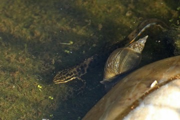 Männlicher Teichmolch (Lissotriton vulgaris) im Gartenteich