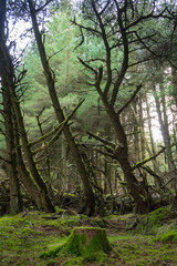 Irish Idyllic forest with it's magical green trees, moss, cones and plants. Wet conditions during...