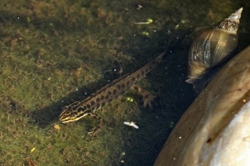 Männlicher Teichmolch (Lissotriton vulgaris) im Gartenteich