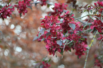 roter blühender Baum