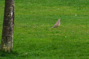 Song Thrush (Turdus philomelos), Queen's University, Belfast, Northern Ireland, UK