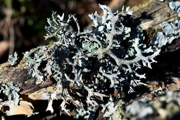 Flechte, Claudonia, in der Sonne