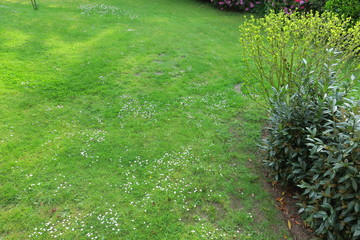 Obraz premium Wiesenblumen