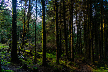 Irish Idyllic forest with it's magical green trees, moss, cones and plants. Mountain biking path between tries. Wet coditions durring spring. Selective focus, close up, narrow deep of field