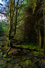 Obraz premium Irish Idyllic forest with it's magical green trees, moss, cones and plants. Wet conditions during spring. Selective focus, close up, narrow deep of field