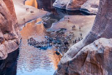 Guelta d'Archei waterhole near oasis, camels dringing the woater, Ennedi Plateau, Chad, Africa